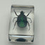Green Chafer Beetle in Resin