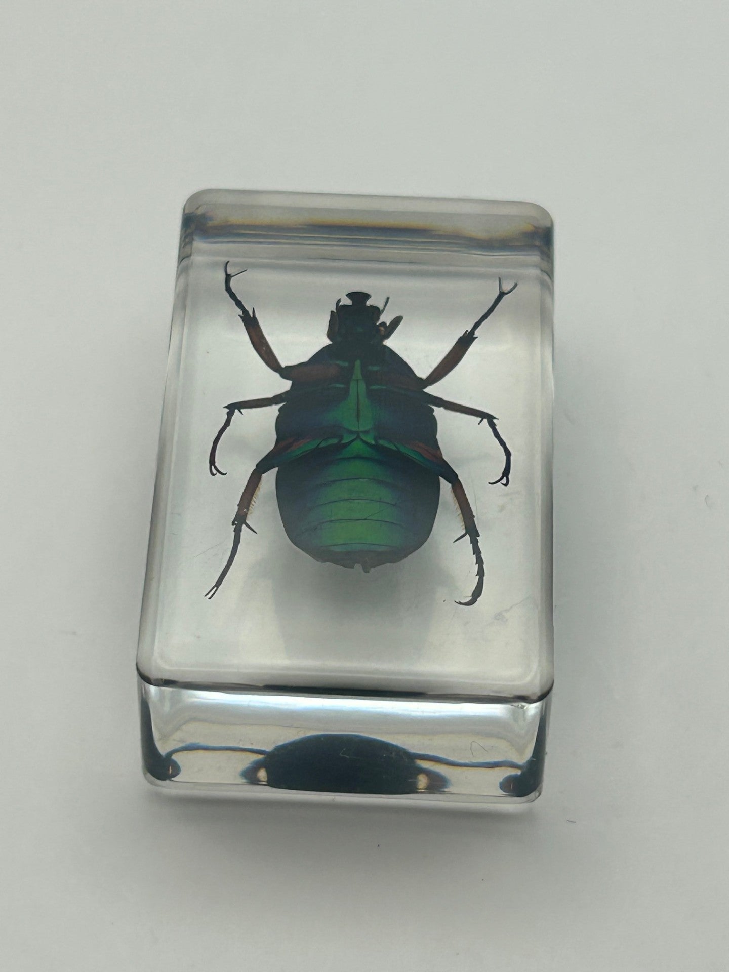 Green Chafer Beetle in Resin