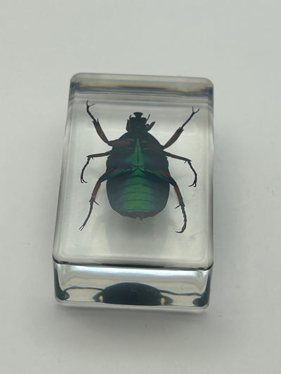 Green Chafer Beetle in Resin