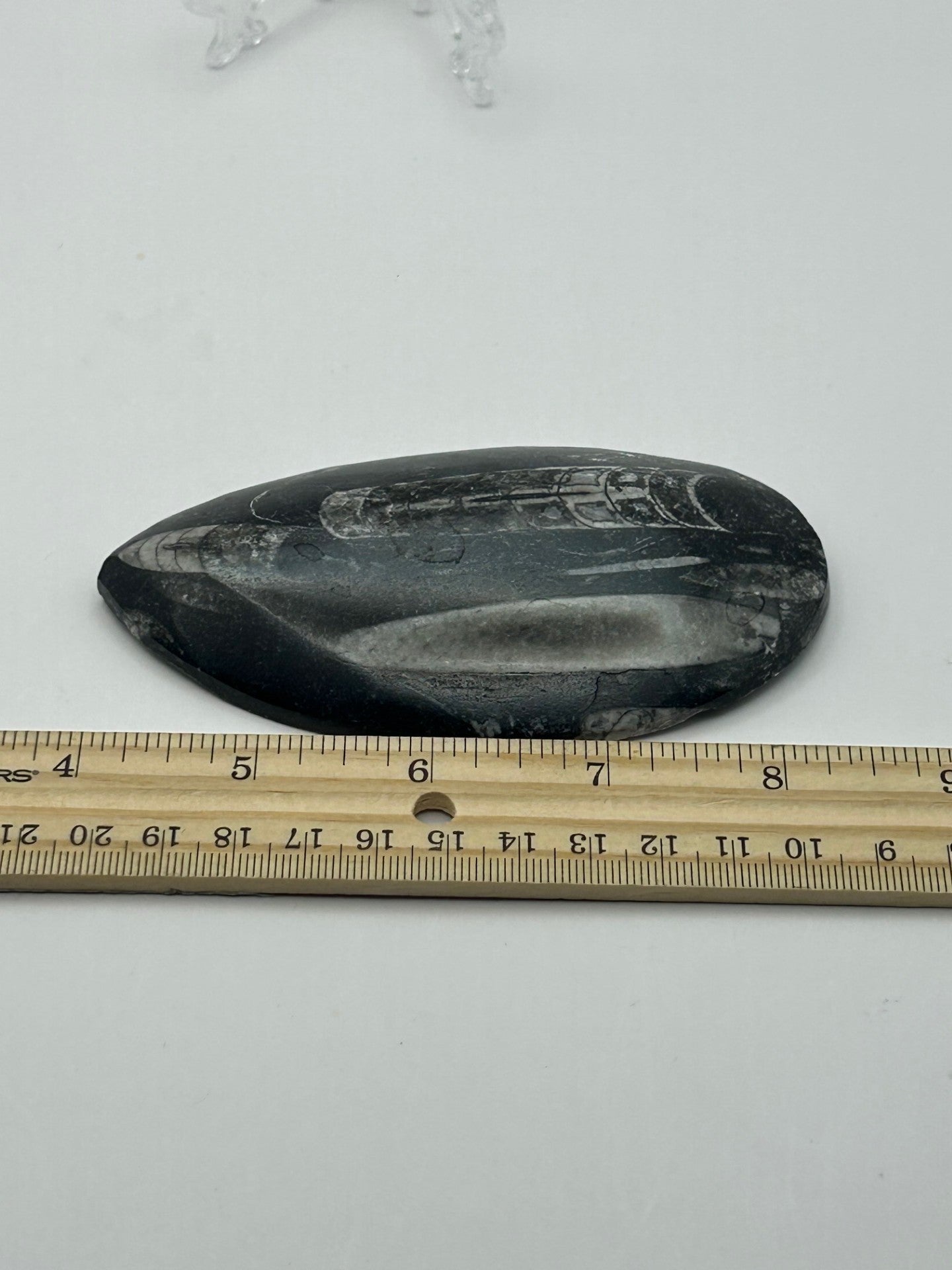 Orthoceras Fossil