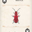 Beetles Playing Cards