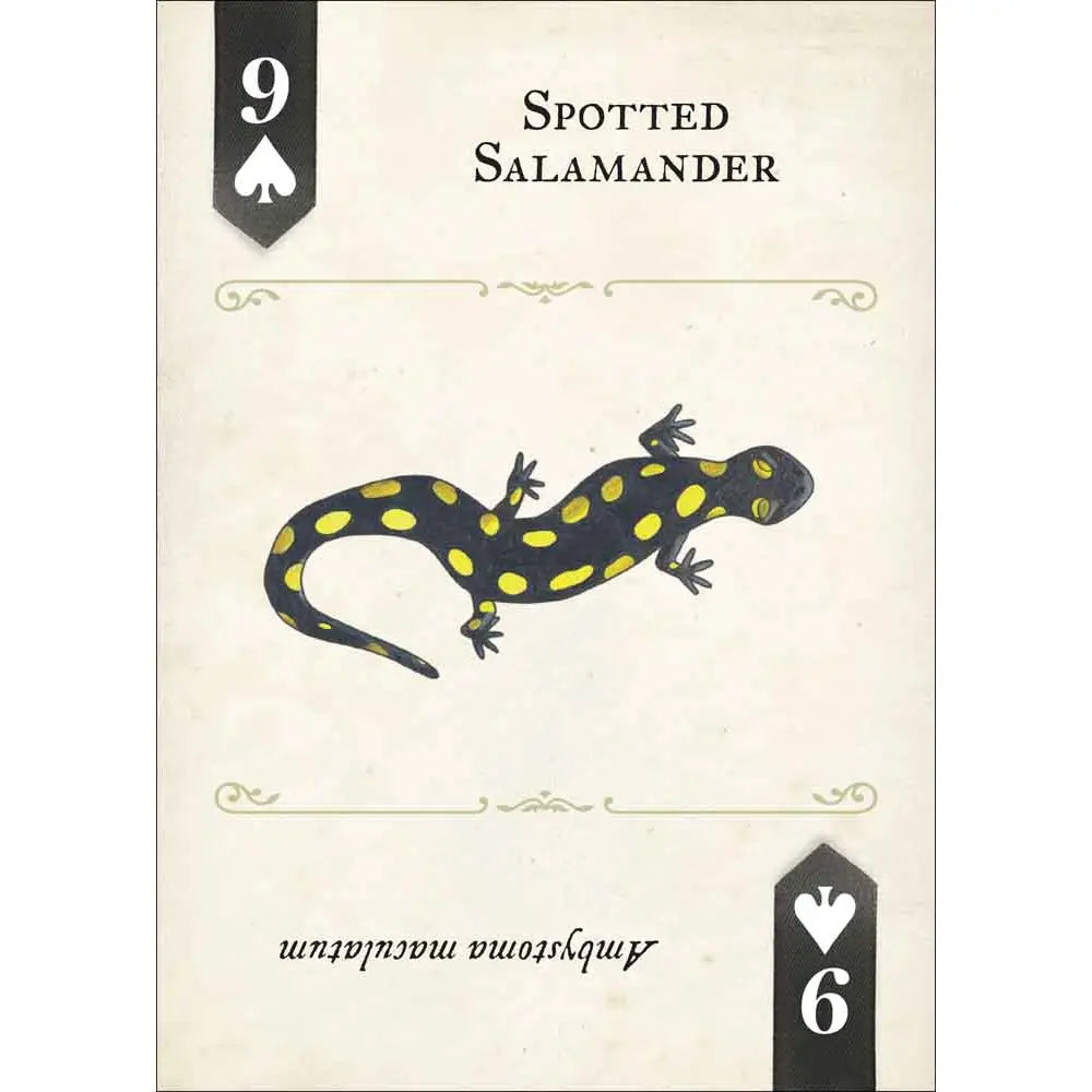 Reptiles & Amphibians Playing Cards