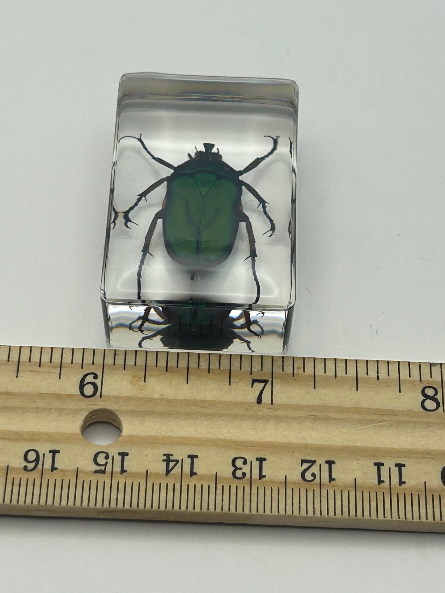 Green Chafer Beetle in Resin