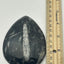 Orthoceras Fossil
