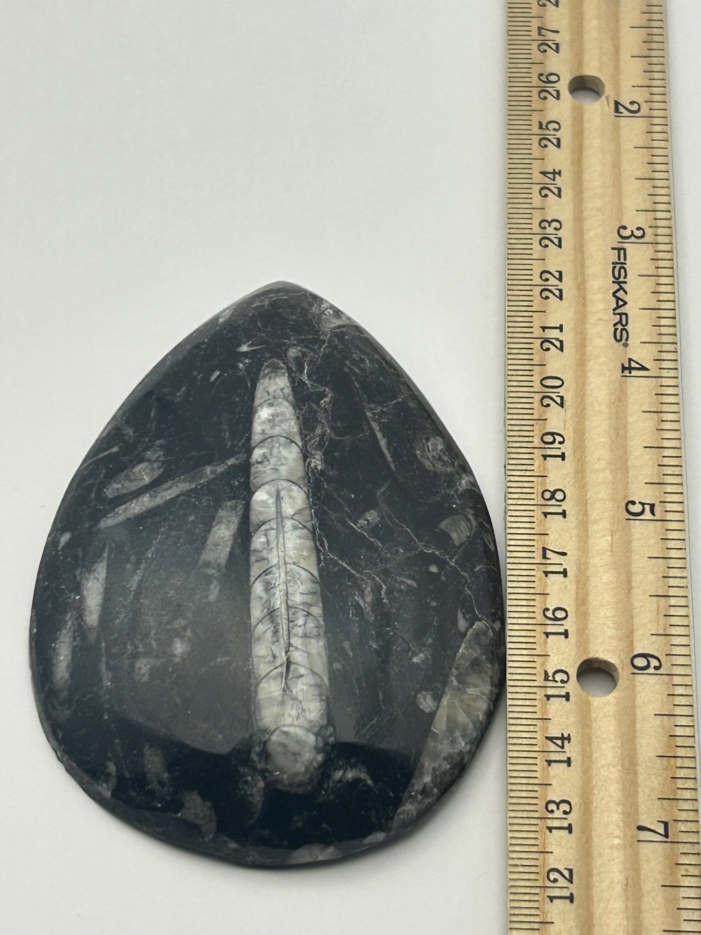 Orthoceras Fossil