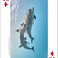 Whales, Dolphins, and Marine Mammals Playing Cards
