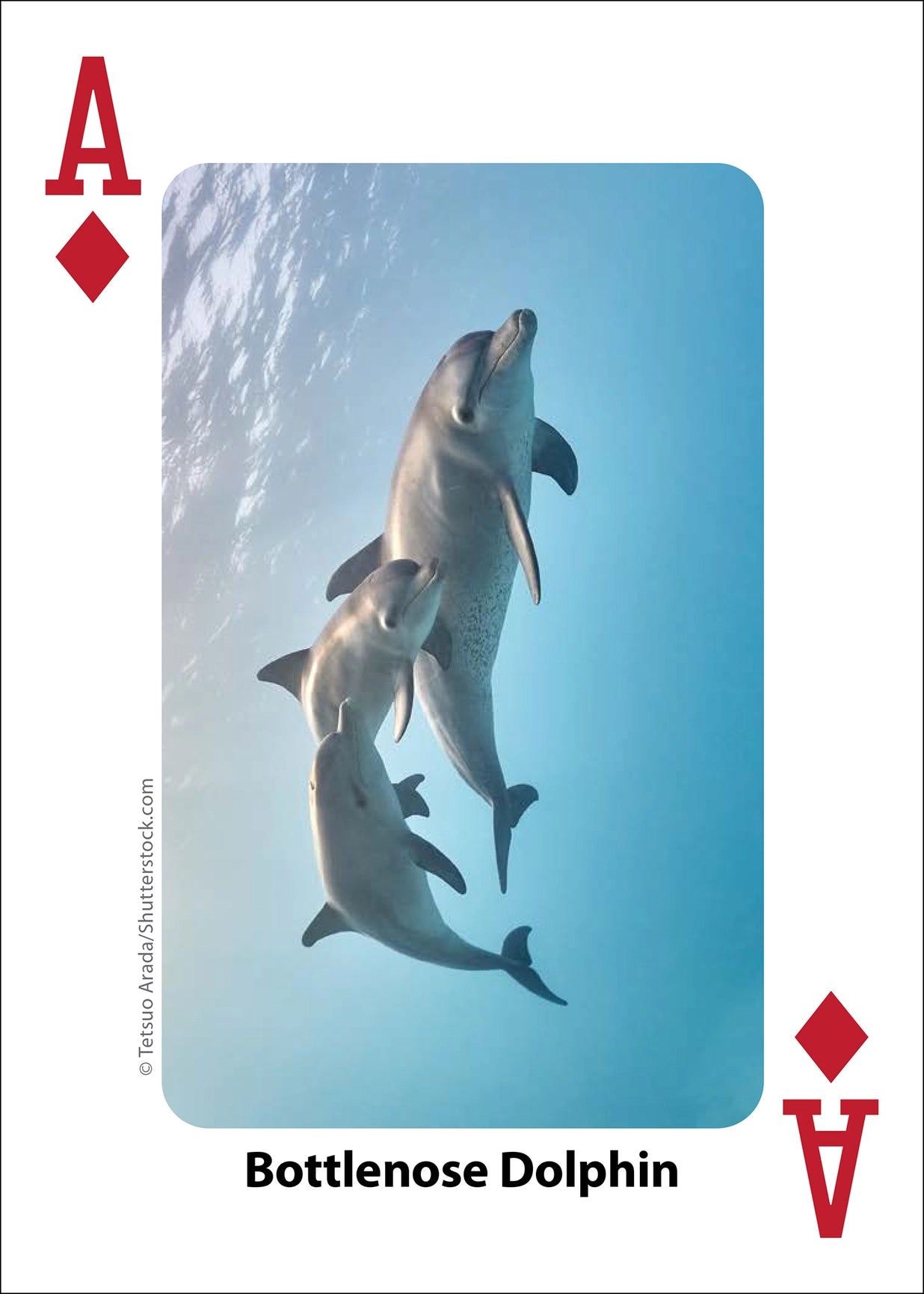 Whales, Dolphins, and Marine Mammals Playing Cards
