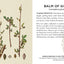 Herbs and Medicinal Plants Knowledge Cards