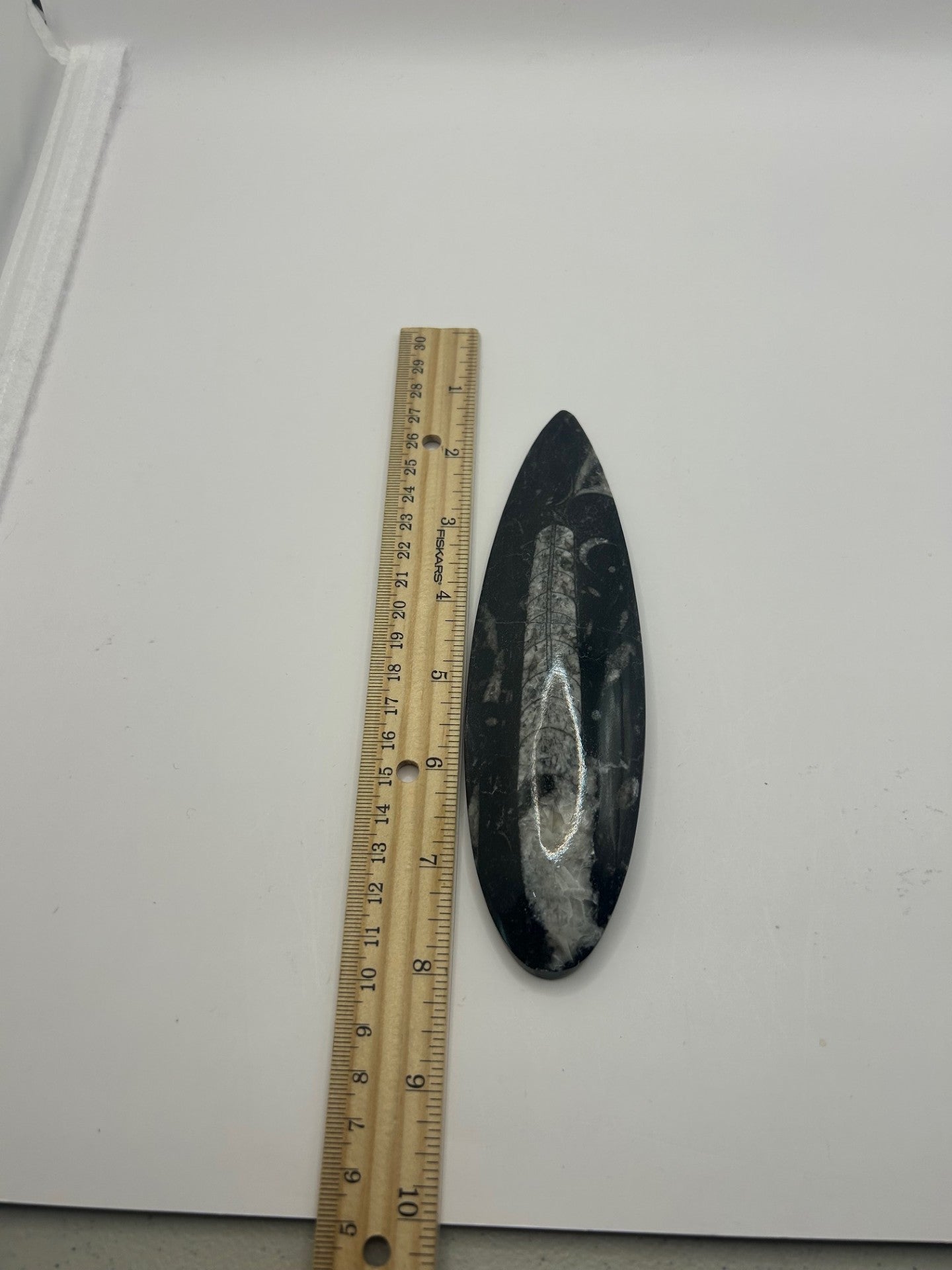 Orthoceras Fossil Spear