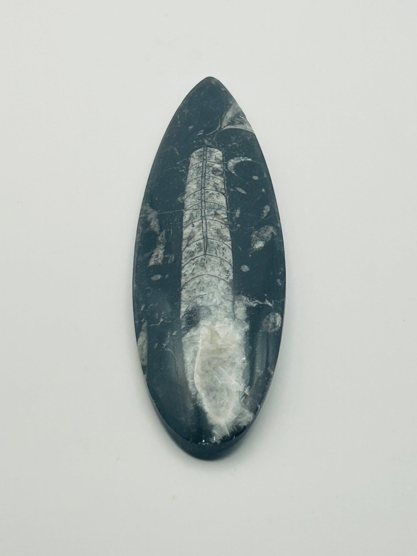 Orthoceras Fossil Spear