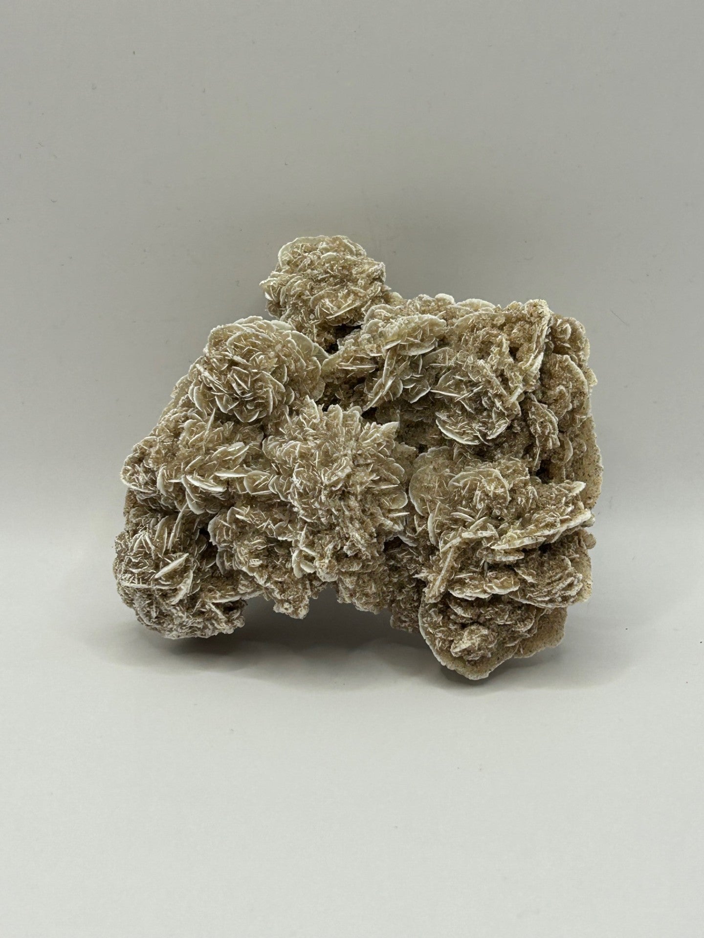 Desert Rose Cluster