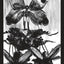 Tarot of the Secret Forest Deck Lo Scarabeo
