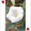 Wildflowers of Southwest Playing Cards
