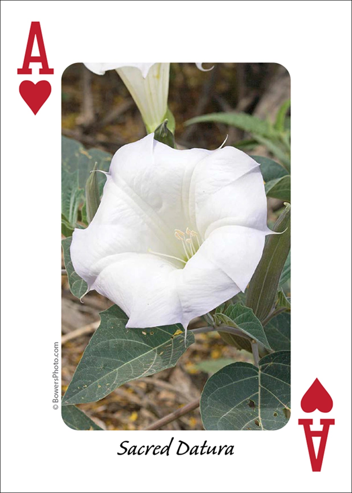 Wildflowers of Southwest Playing Cards