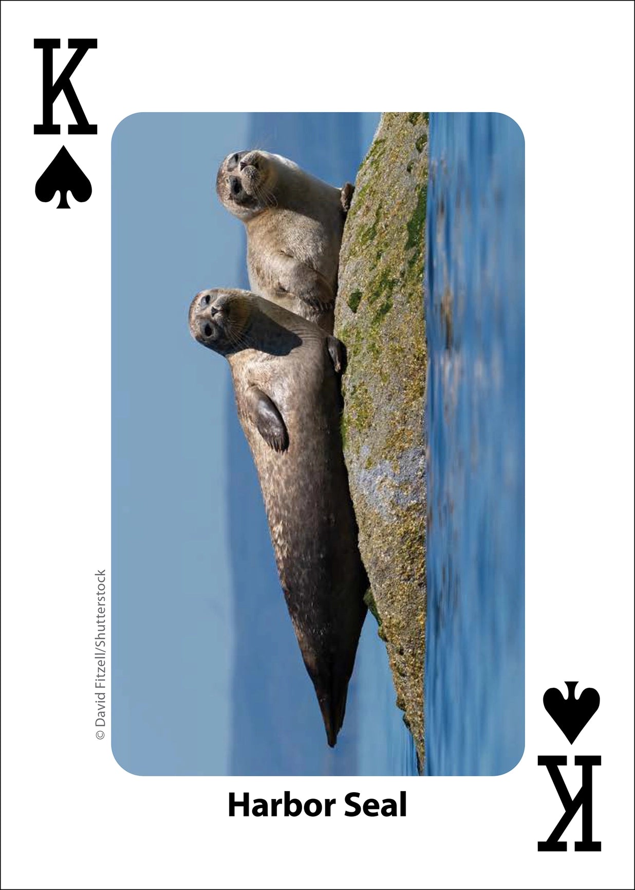 Whales, Dolphins, and Marine Mammals Playing Cards