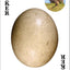 Bird Eggs Playing Cards