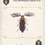 Beetles Playing Cards