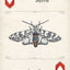 Moths Playing Cards
