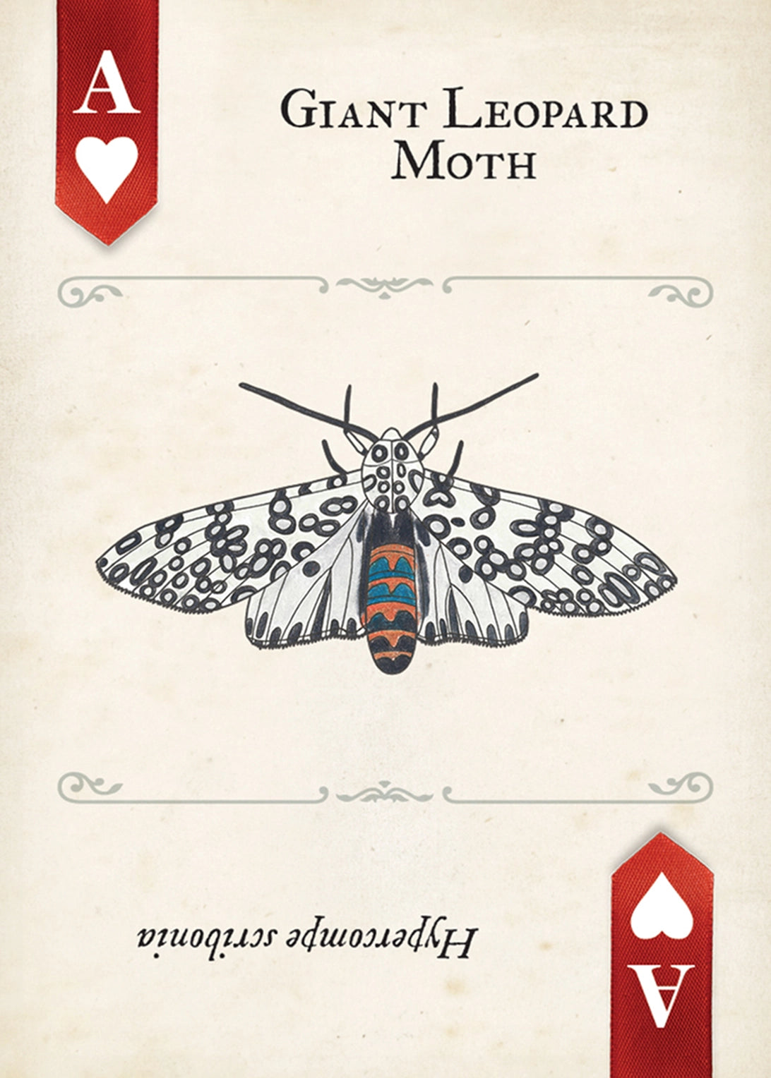 Play Moth Moths Playing Cards – PlayingCardDecks.com