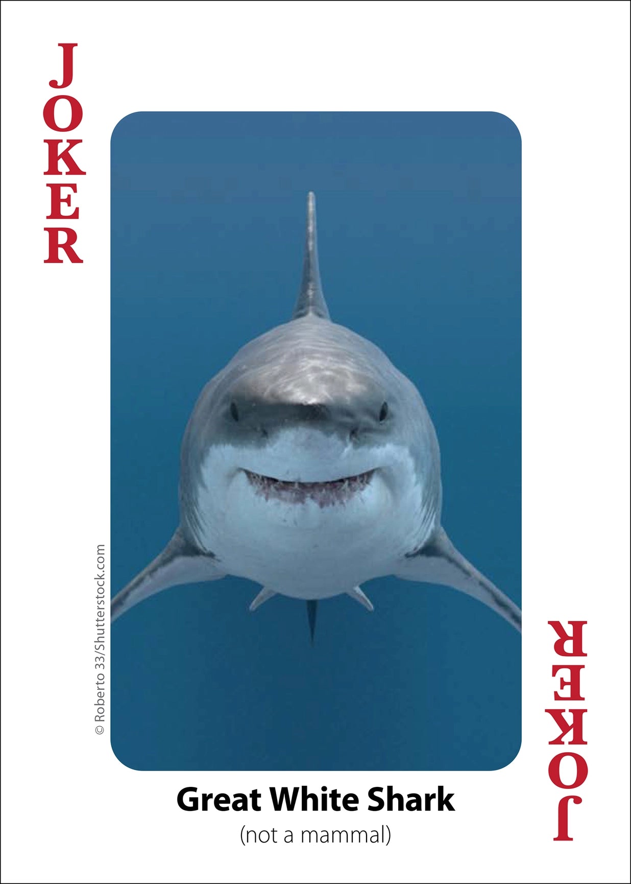 Whales, Dolphins, and Marine Mammals Playing Cards