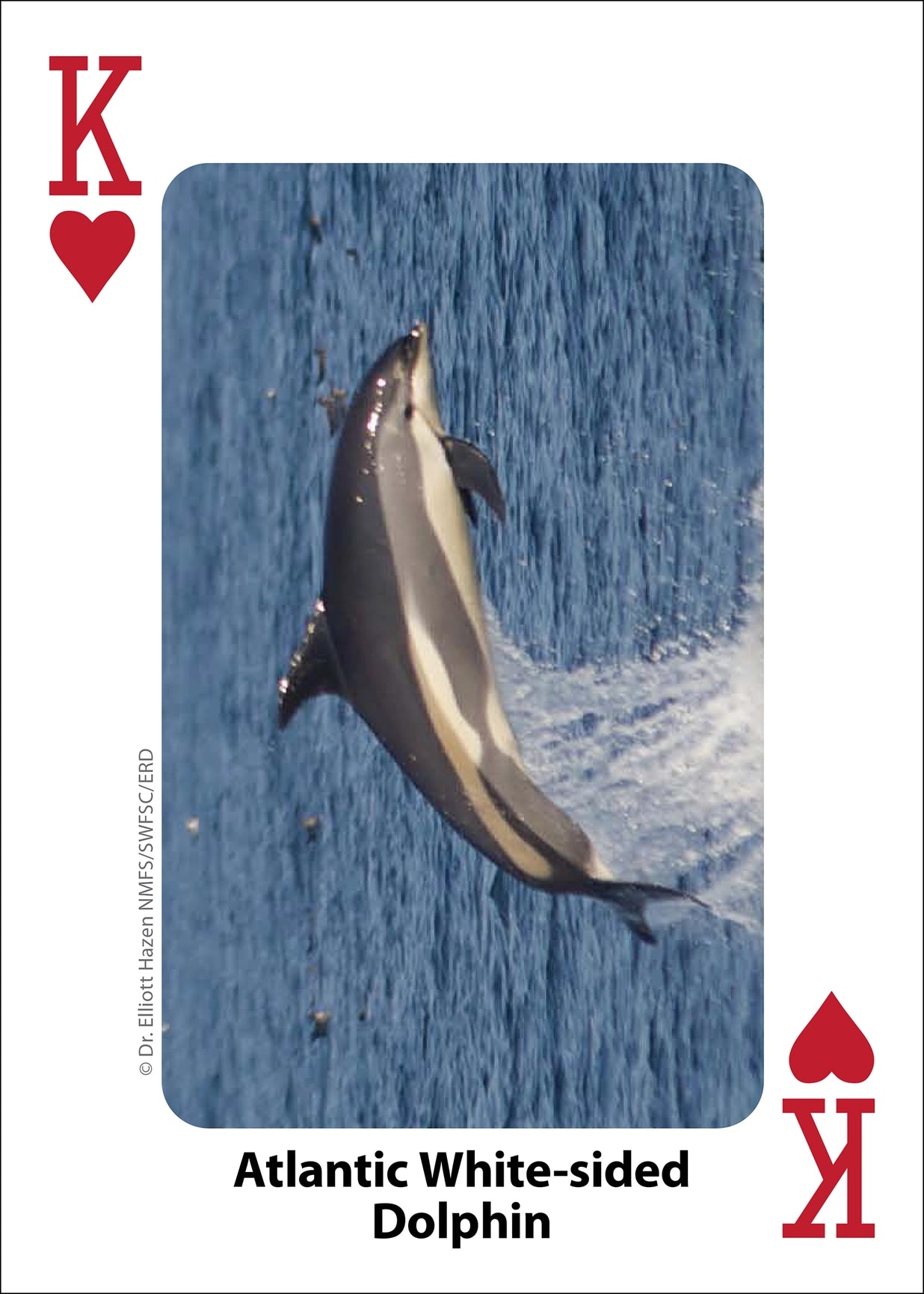 Whales, Dolphins, and Marine Mammals Playing Cards