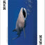 Whales, Dolphins, and Marine Mammals Playing Cards