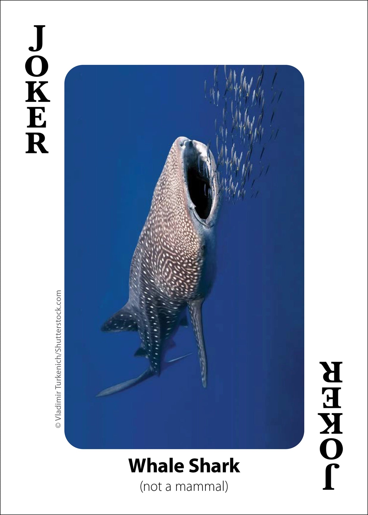 Whales, Dolphins, and Marine Mammals Playing Cards