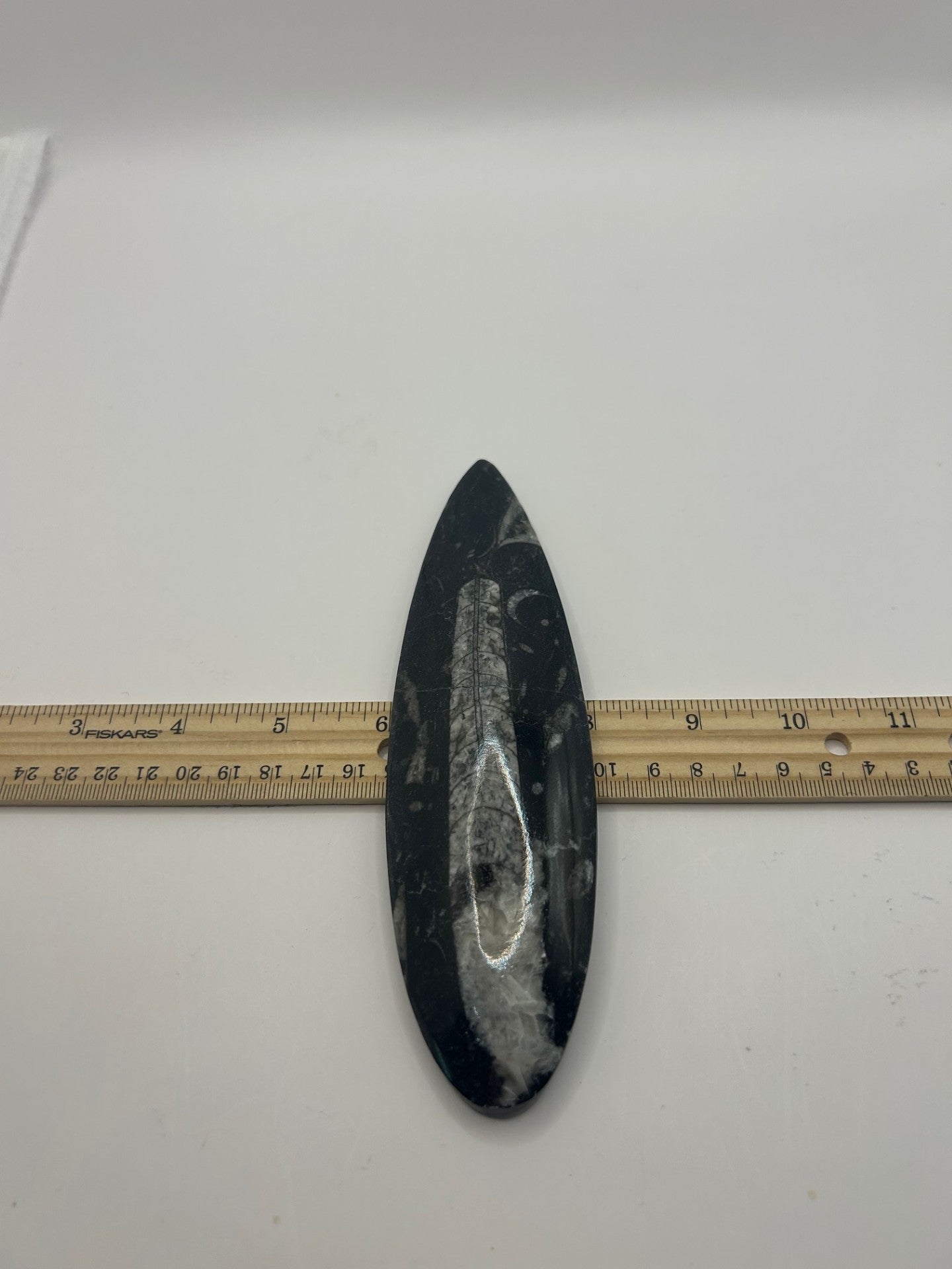 Orthoceras Fossil Spear