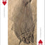 Fossils Playing Cards