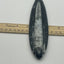 Orthoceras Fossil Spear