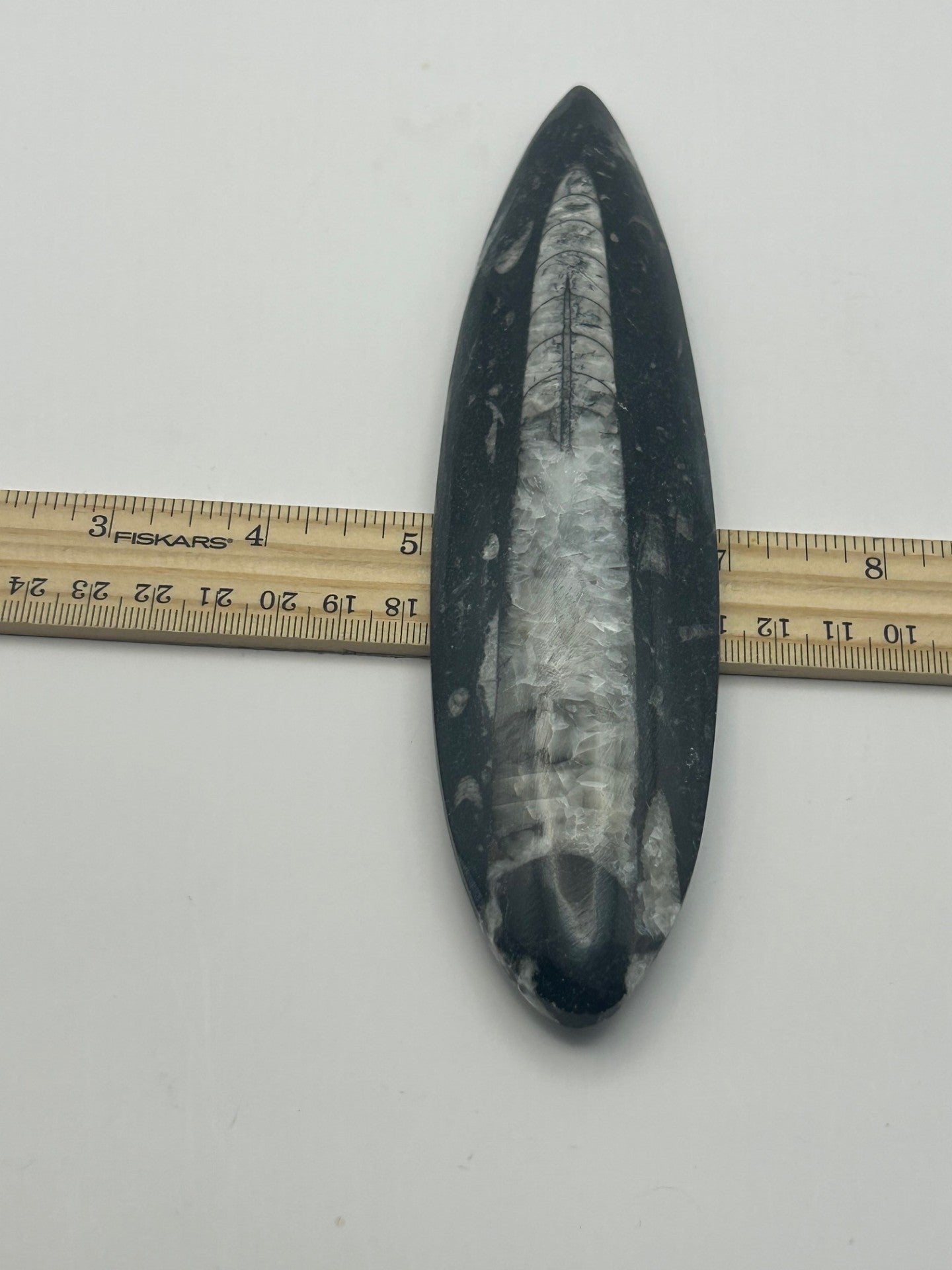 Orthoceras Fossil Spear