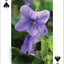 Foraging Playing Cards