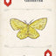 Moths Playing Cards