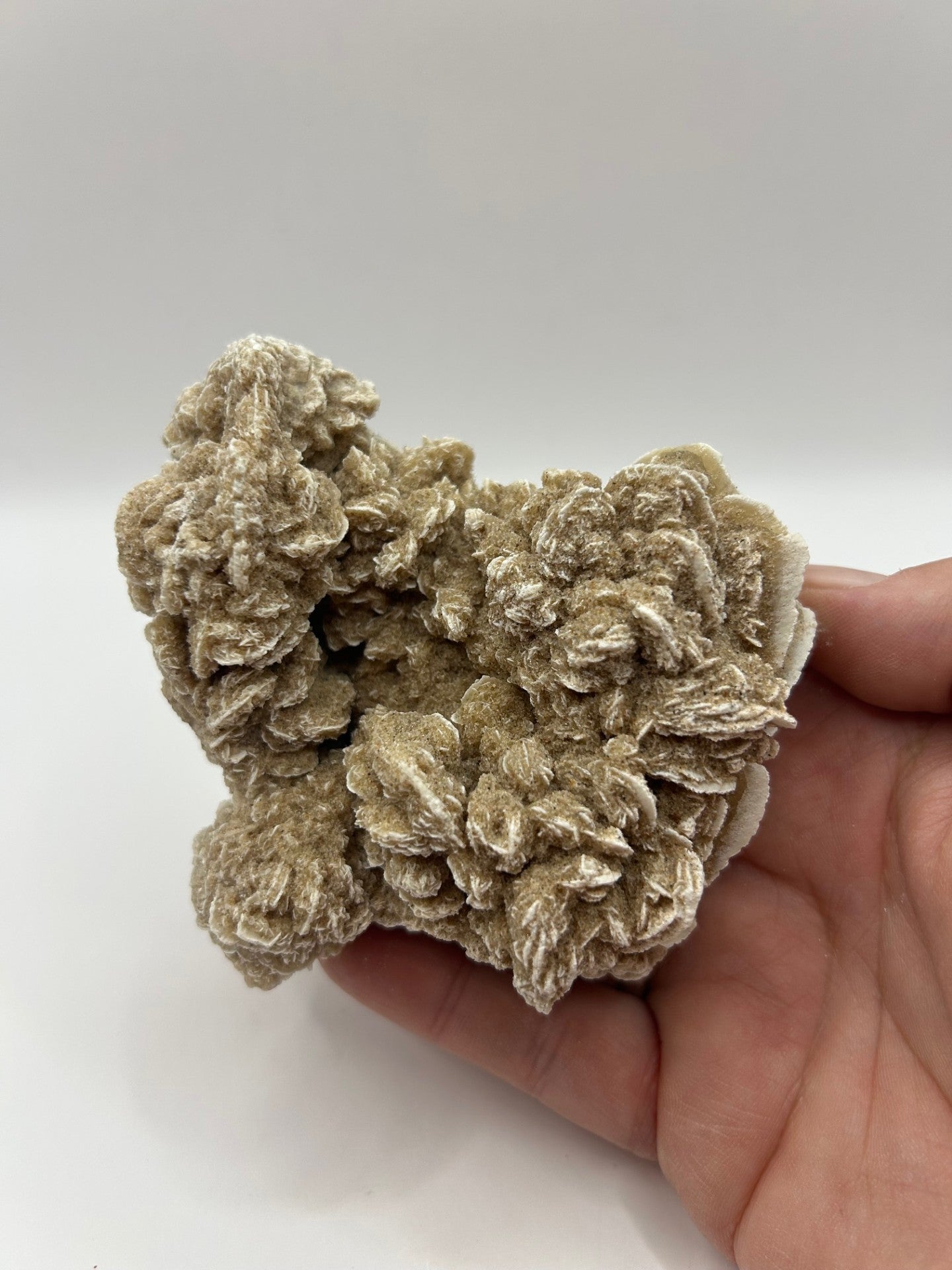 Desert Rose Cluster