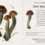 Mushrooms: Alexander Viazmensky Knowledge Cards