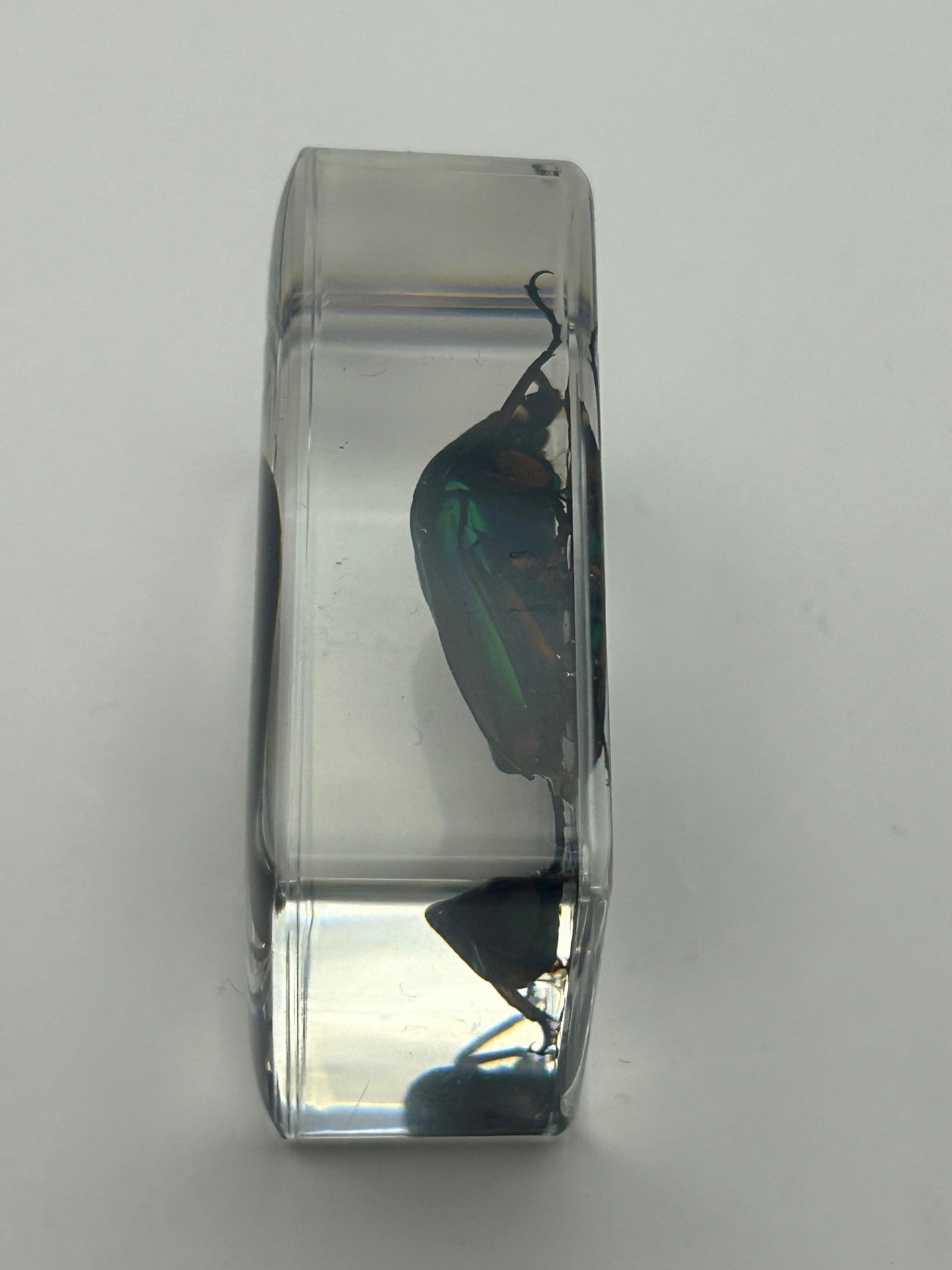 Green Chafer Beetle in Resin