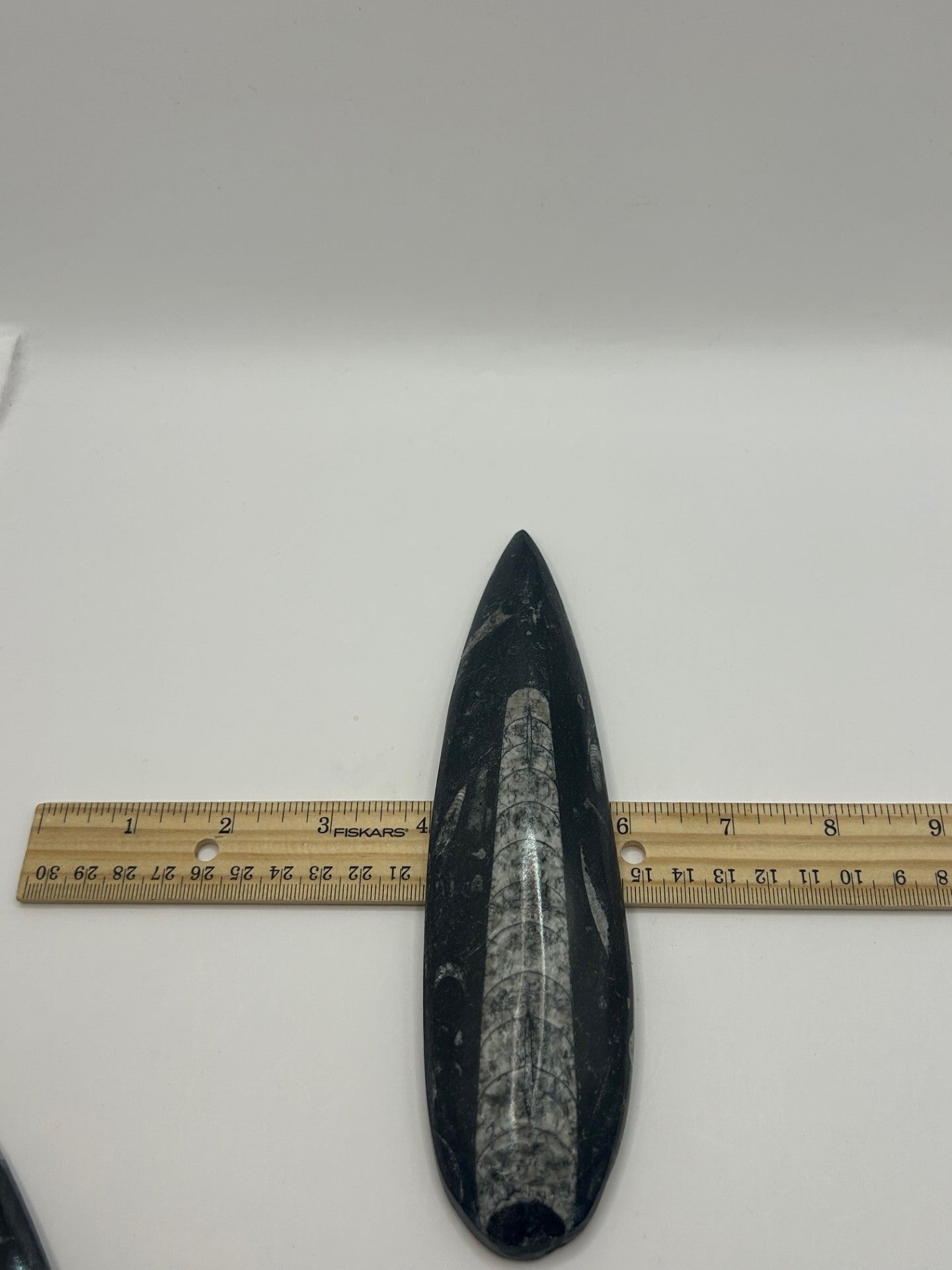 Orthoceras Fossil Spear