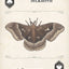 Moths Playing Cards