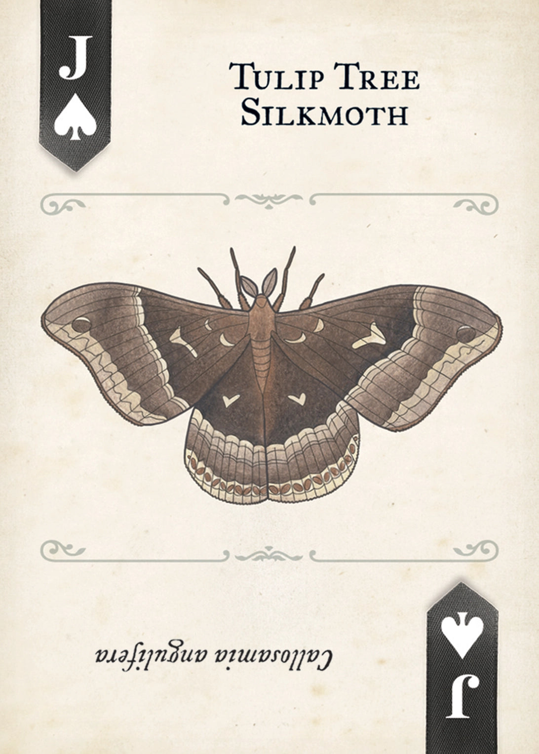 Play Moth Moths Playing Cards – PlayingCardDecks.com