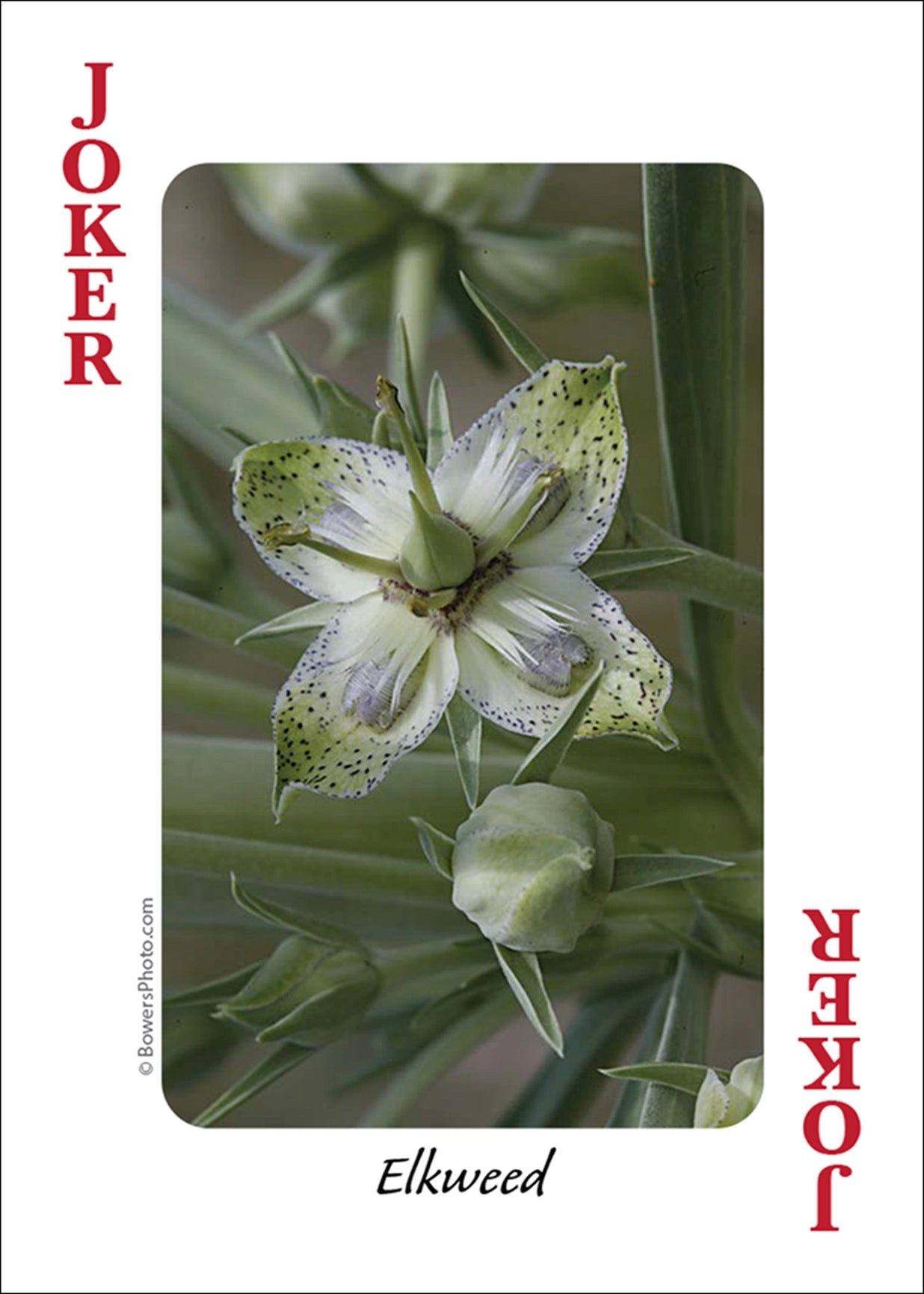 Wildflowers of Southwest Playing Cards