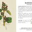Herbs and Medicinal Plants Knowledge Cards