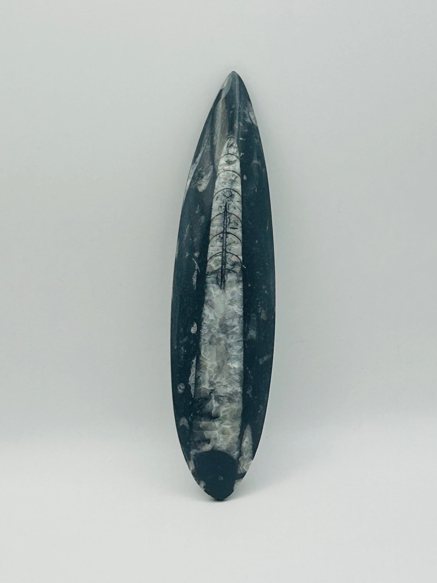 Orthoceras Fossil Spear