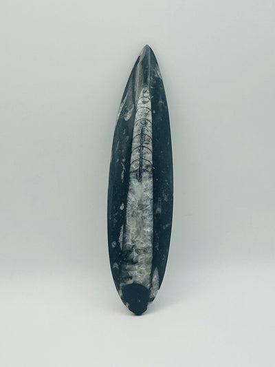 Orthoceras Fossil Spear