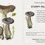 Mushrooms: Alexander Viazmensky Knowledge Cards