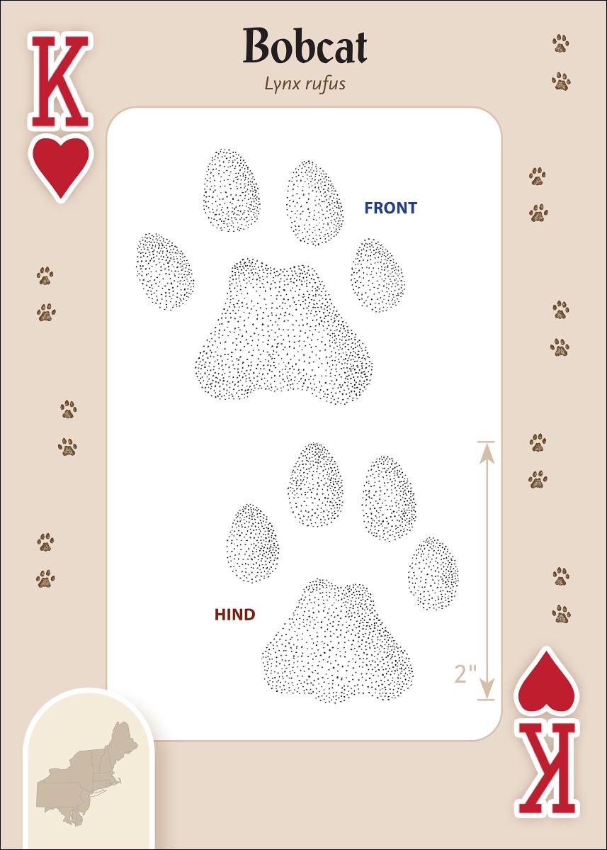 Animal Tracks of the Northeast Playing Cards