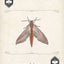Moths Playing Cards