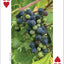 Foraging Playing Cards