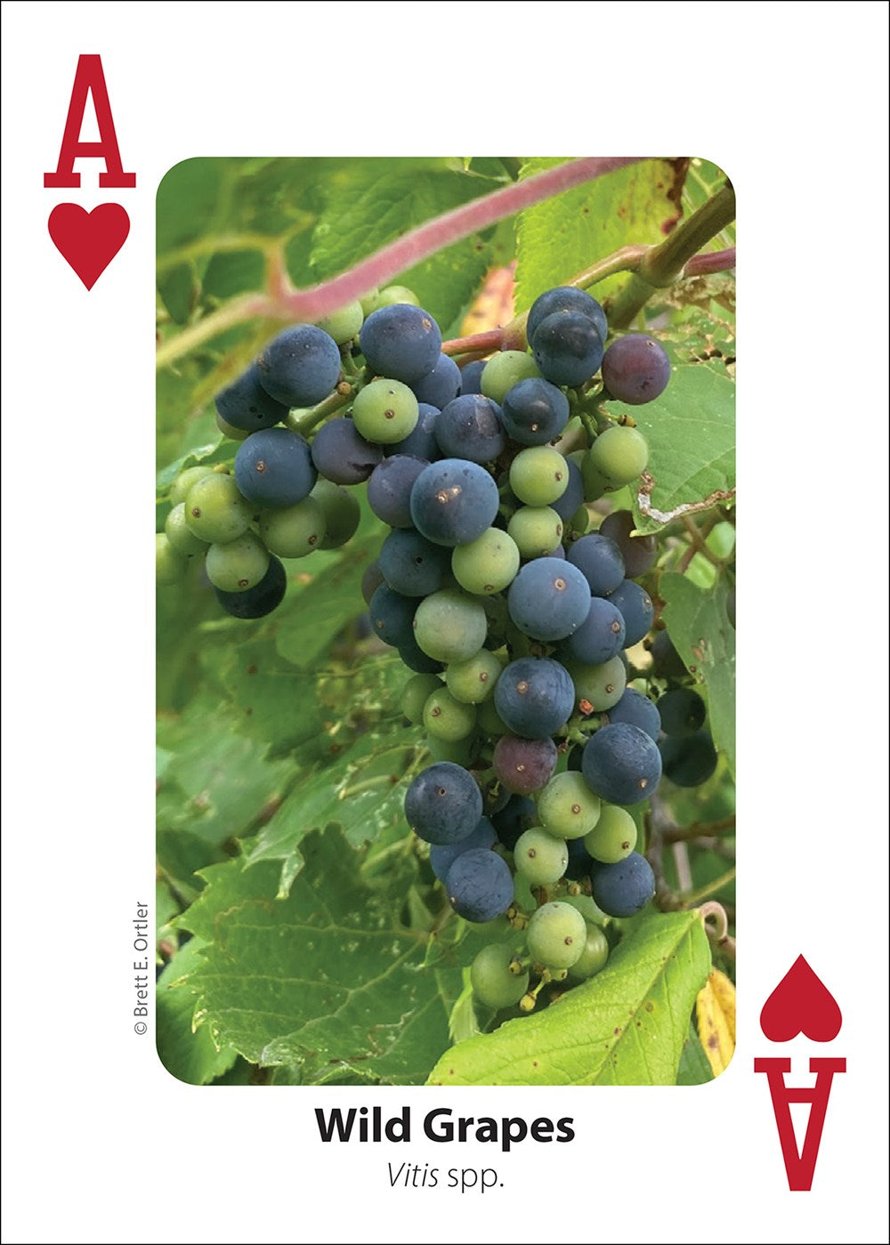 Foraging Playing Cards
