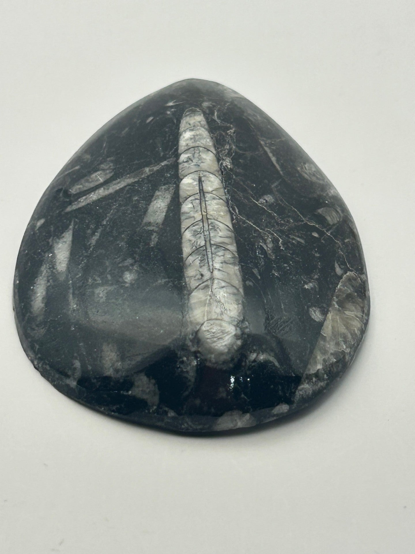 Orthoceras Fossil