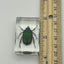 Green Chafer Beetle in Resin